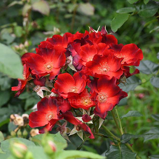 バラ ポール エッケ ジュニア｜花の手帖の薔薇図鑑