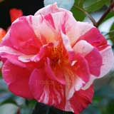 バラ ポール ゴーギャン｜花の手帖の薔薇図鑑