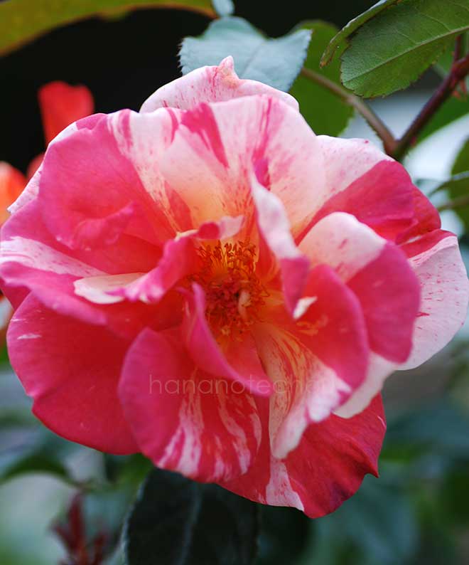 バラ ポール ゴーギャン｜花の手帖の薔薇図鑑