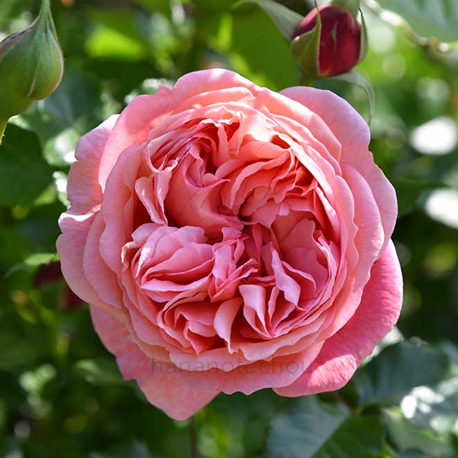 バラ パウル クレー｜花の手帖の薔薇図鑑