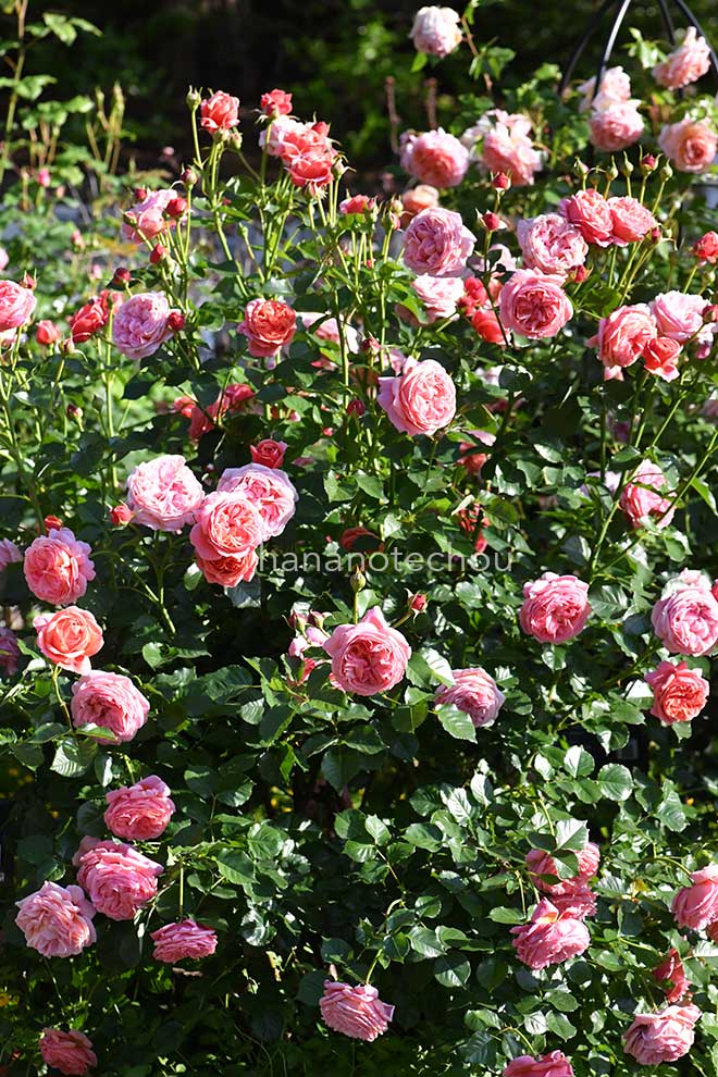 バラ パウル クレー｜花の手帖の薔薇図鑑