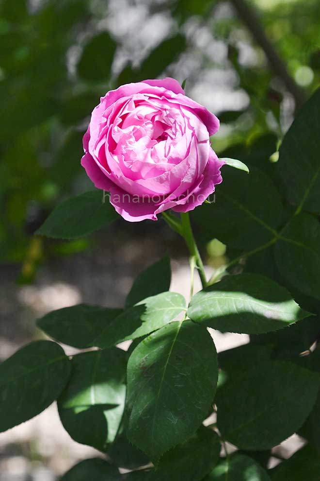 バラ ポール ネイロン｜花の手帖の薔薇図鑑