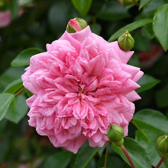 バラ ポール ノエル｜花の手帖の薔薇図鑑