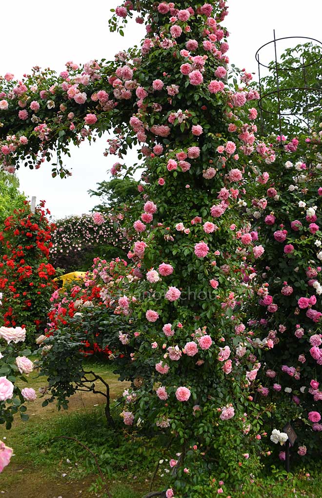 バラ ポール ノエル｜花の手帖の薔薇図鑑