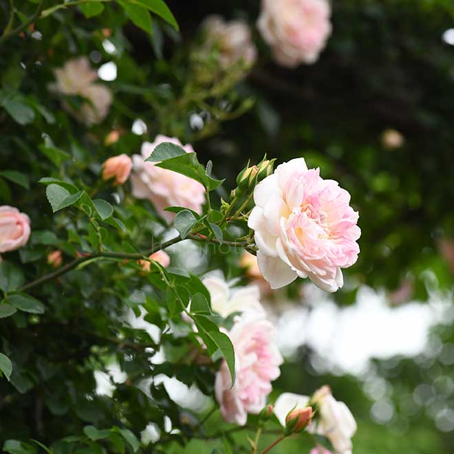 バラ ポール トランソン｜花の手帖の薔薇図鑑
