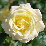 バラ ｜花の手帖の薔薇図鑑