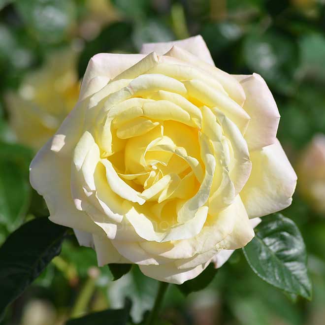 バラ ピース｜花の手帖の薔薇図鑑