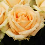 バラ ピーチアバランチェ｜花の手帖の薔薇図鑑