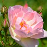 バラ ピーチ ブロッサム｜花の手帖の薔薇図鑑