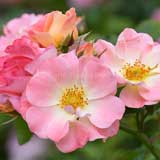 バラ ピーチ ドリフト｜花の手帖の薔薇図鑑