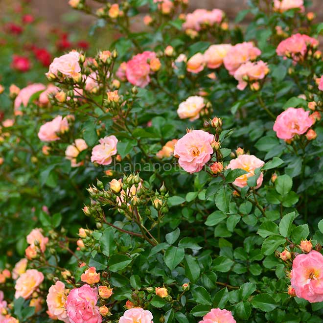 バラ ピーチ ドリフト｜花の手帖の薔薇図鑑