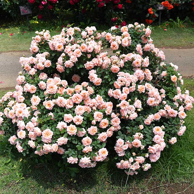 バラ ピーチ メイアンディナ｜花の手帖の薔薇図鑑