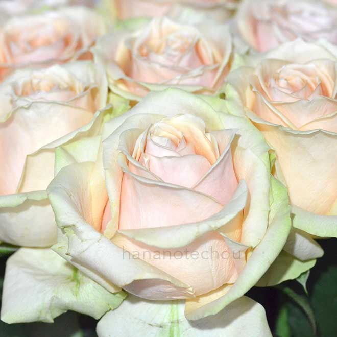 バラ パール アバランチェ+｜花の手帖の薔薇図鑑