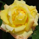 バラ ペールギュント｜花の手帖の薔薇図鑑