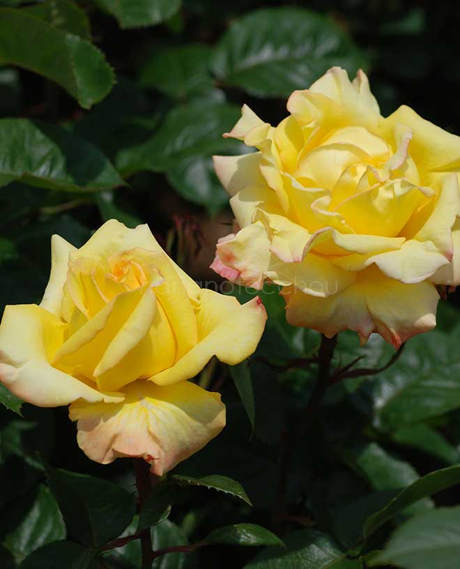 バラ ペール ギュント｜花の手帖の薔薇図鑑