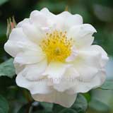 バラ ペネロープ｜花の手帖の薔薇図鑑