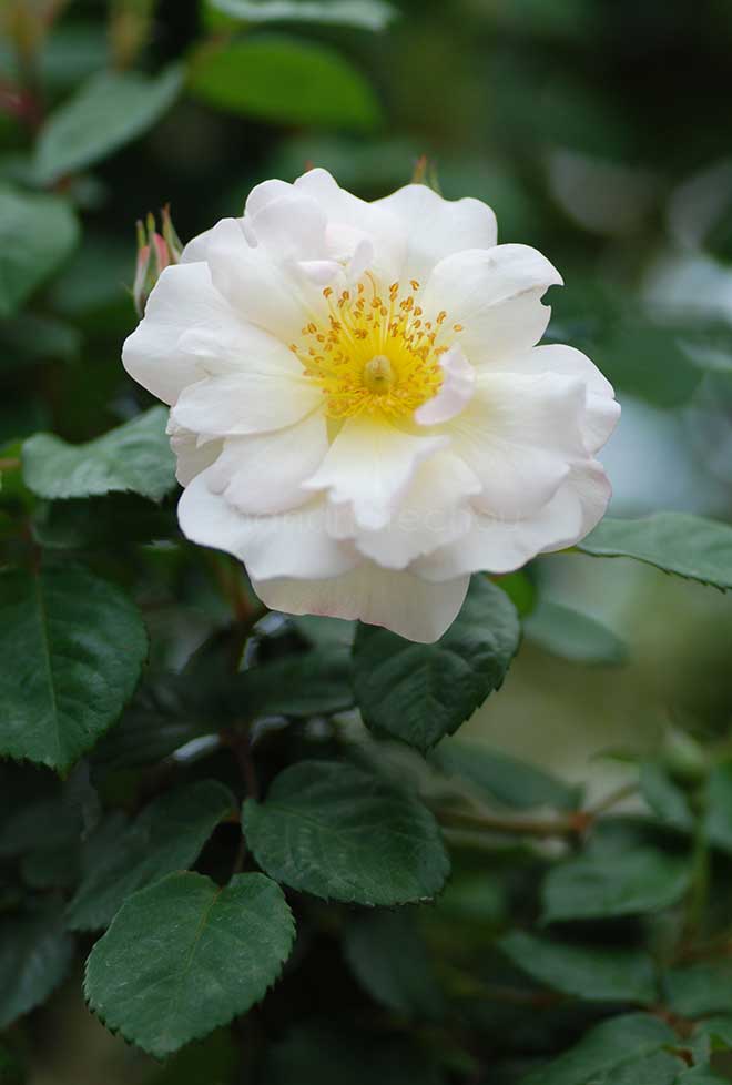 バラ ペネロープ｜花の手帖の薔薇図鑑