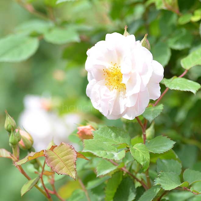 バラ ペネロープ｜花の手帖の薔薇図鑑