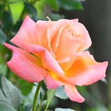 バラ ペンショナーズヴォイス｜花の手帖の薔薇図鑑