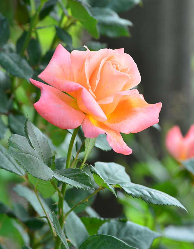 バラ ペンショナーズ ヴォイス｜花の手帖の薔薇図鑑
