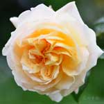 バラ ペルディータ｜花の手帖の薔薇図鑑