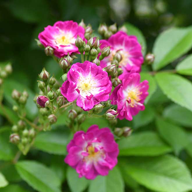 バラ ペレニアル ブルー｜花の手帖の薔薇図鑑