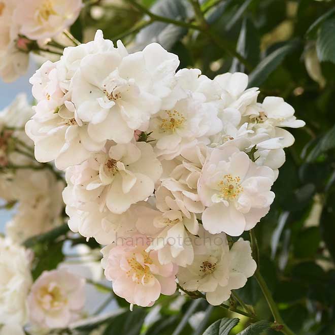 バラ ペレニアル ブラッシュ｜花の手帖の薔薇図鑑