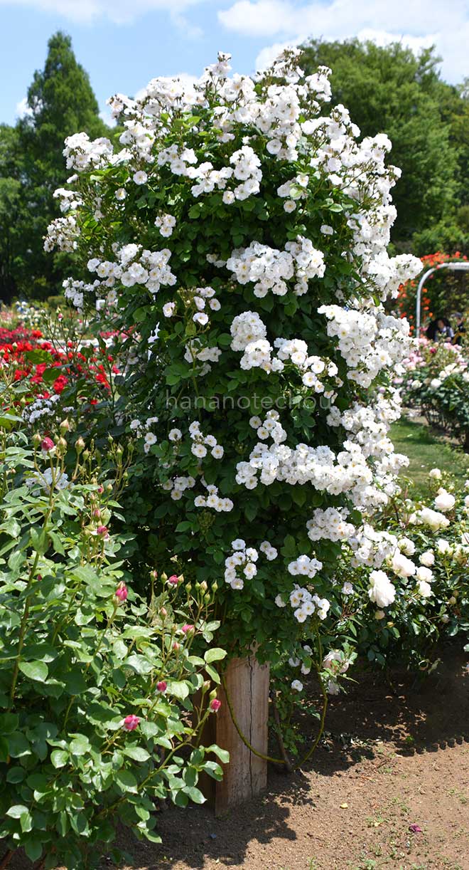 バラ ペレニアル ブラッシュ｜花の手帖の薔薇図鑑