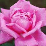 バラ パフュームデライト｜花の手帖の薔薇図鑑