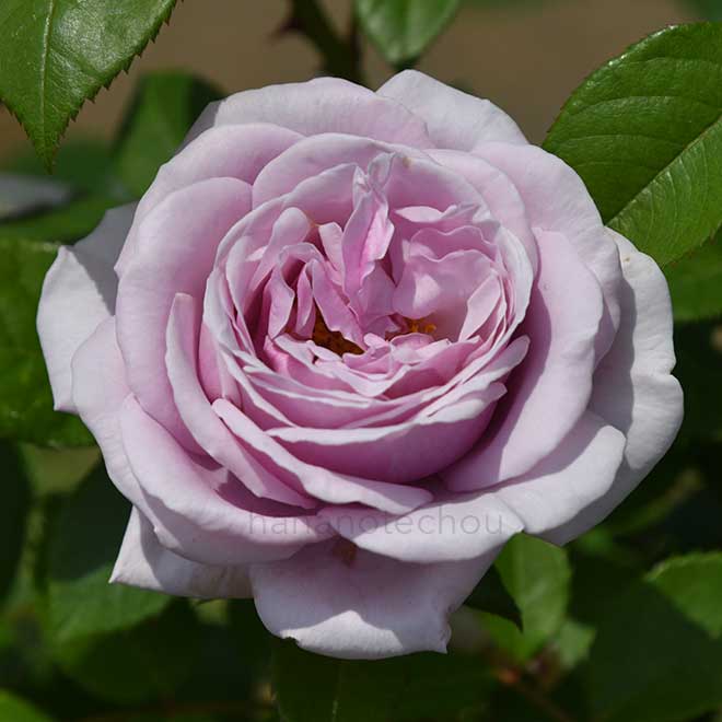 バラ　パフュームドレス｜花の手帖の薔薇図鑑