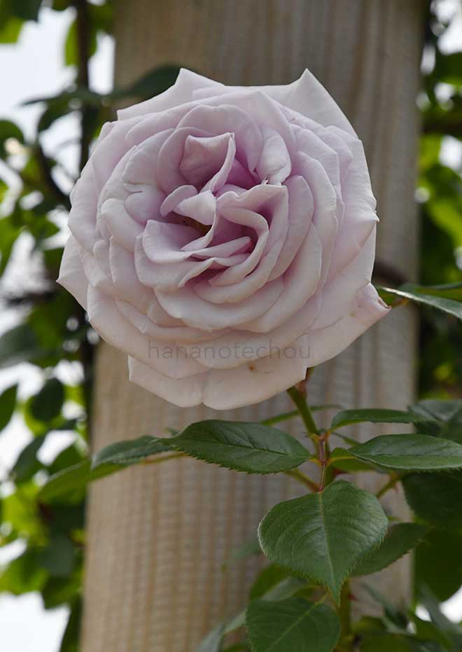 バラ　パフュームドレス｜花の手帖の薔薇図鑑