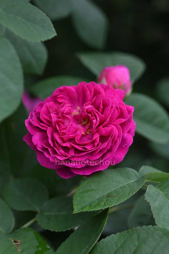 バラ パーゴレーゼ｜花の手帖の薔薇図鑑