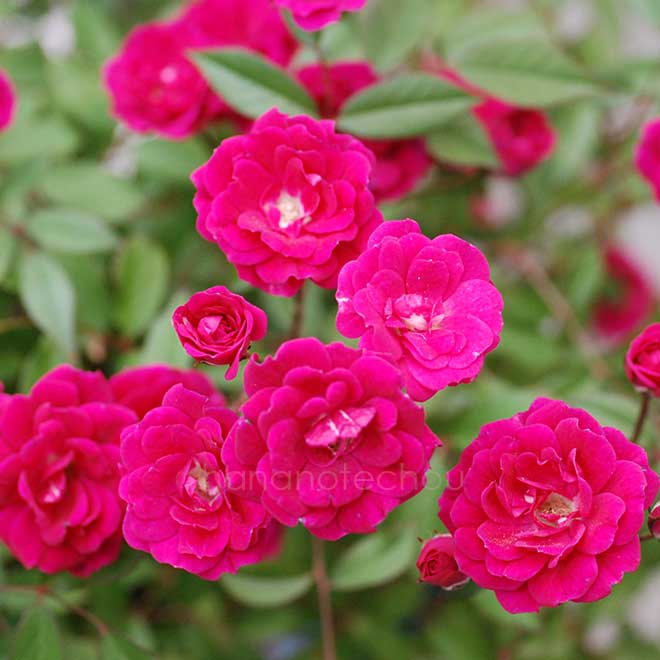 バラ ペルラ デ アルカナダ｜花の手帖の薔薇図鑑