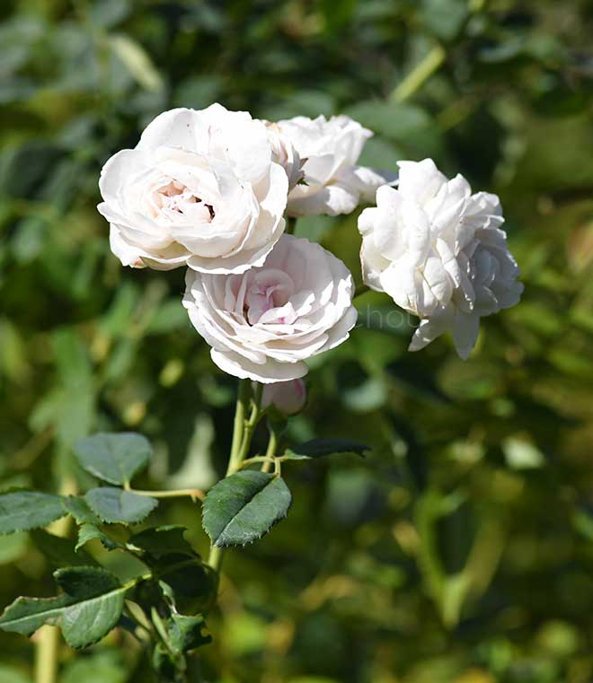 バラ ペルル デ ブランシェ｜花の手帖の薔薇図鑑