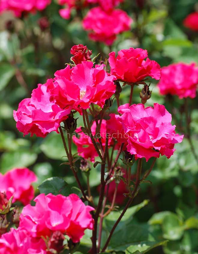 バラ パーマネント ウェイブ｜花の手帖の薔薇図鑑