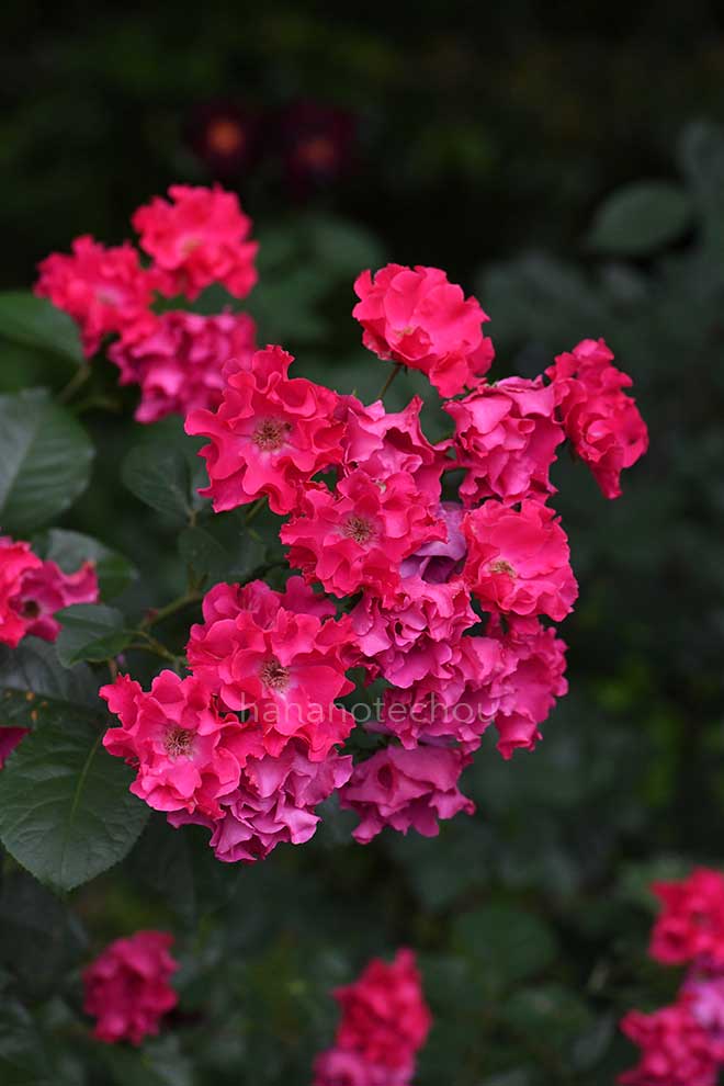 バラ パーマネント ウェイブ｜花の手帖の薔薇図鑑