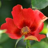 バラ ペルシアン フレーム｜花の手帖の薔薇図鑑