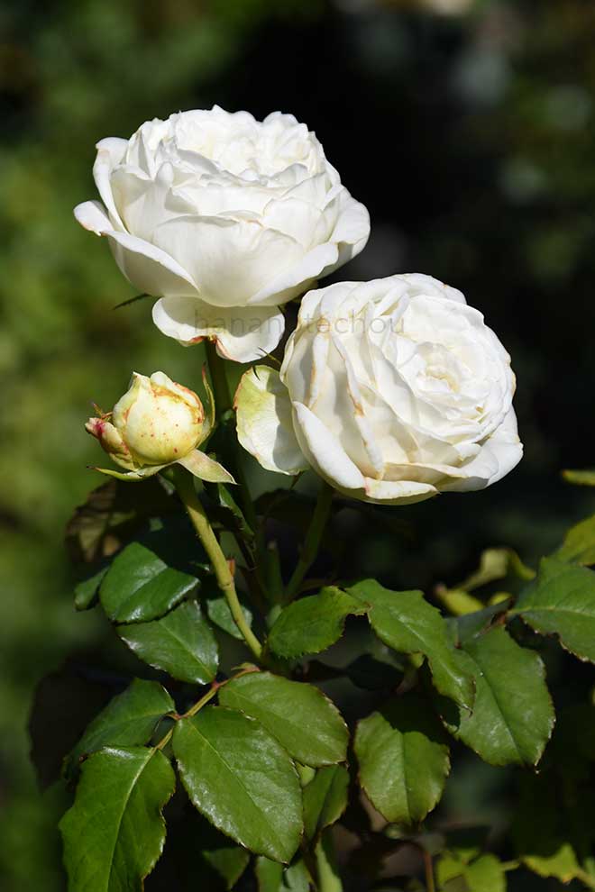 バラ プティットコケット｜花の手帖の薔薇図鑑