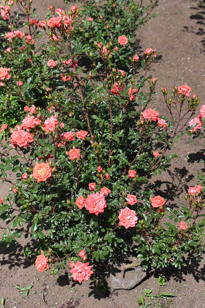 バラ プチ ホーリー｜花の手帖の薔薇図鑑