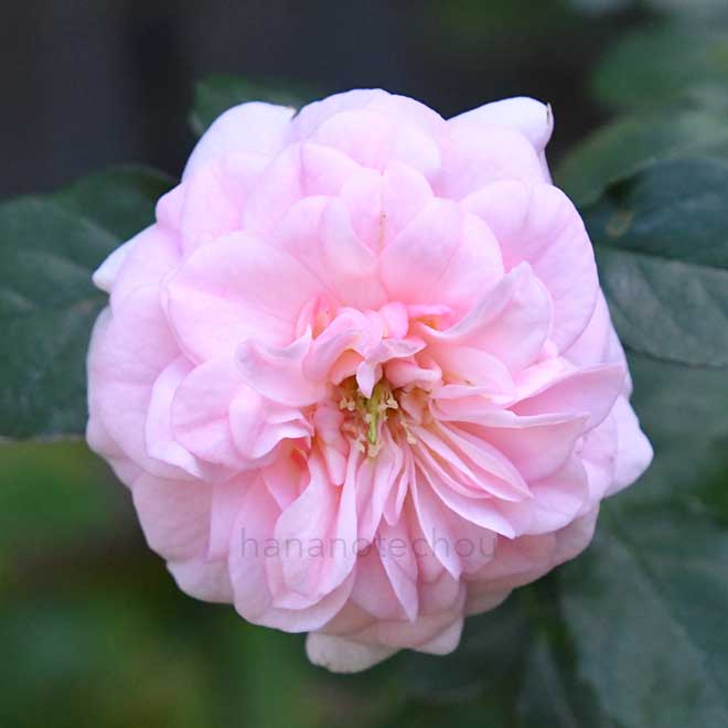 バラ プチ ポワン｜花の手帖の薔薇図鑑