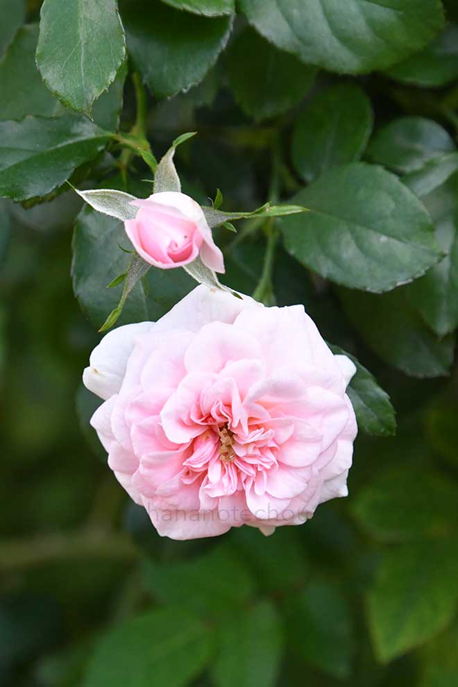 バラ プチ ポワン｜花の手帖の薔薇図鑑