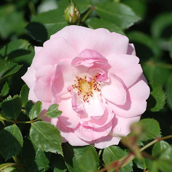 バラ プチトリアノン｜花の手帖の薔薇図鑑