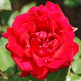 バラ ファラオン｜花の手帖の薔薇図鑑