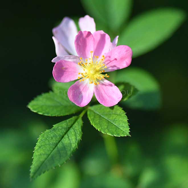 バラ フロキシーベビー｜花の手帖の薔薇図鑑