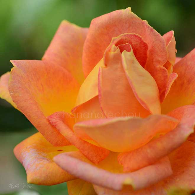 バラ ピカデリー｜花の手帖の薔薇図鑑