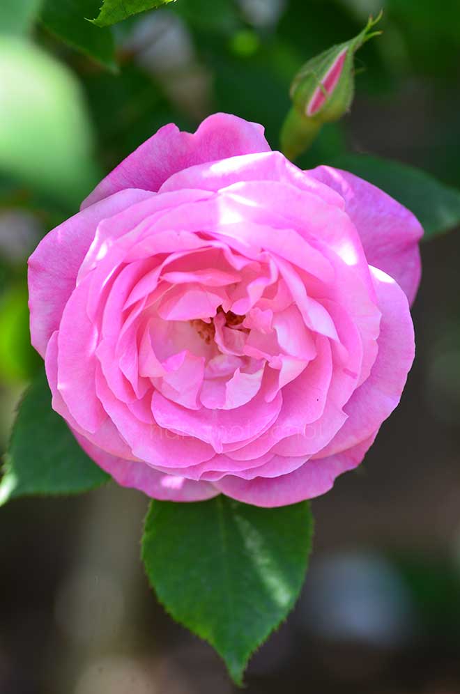 バラ ｜花の手帖の薔薇図鑑