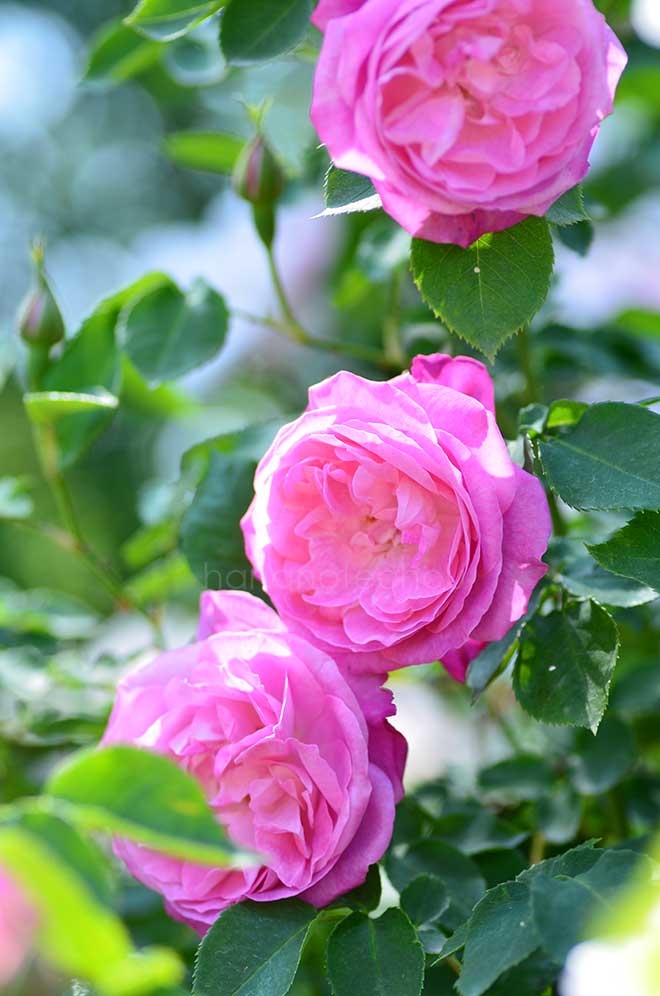 バラ ｜花の手帖の薔薇図鑑