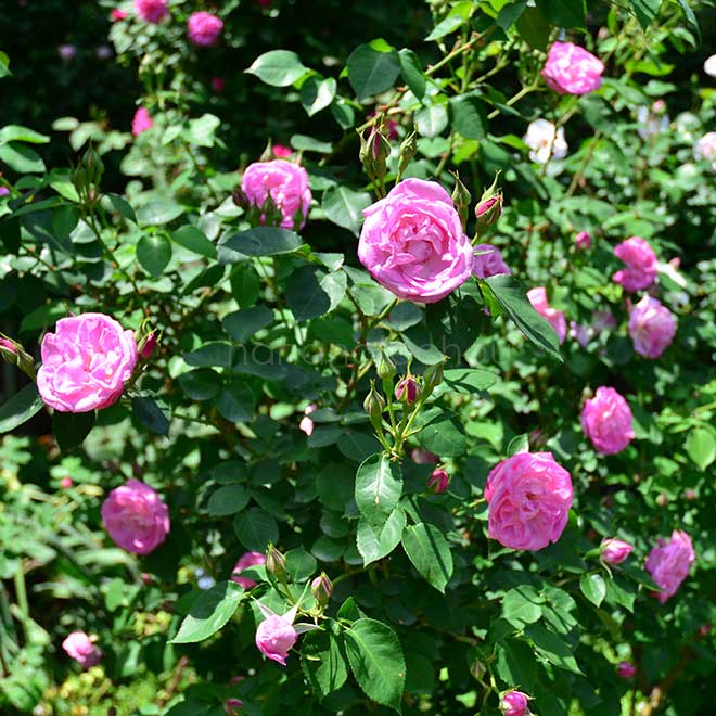 バラ ｜花の手帖の薔薇図鑑