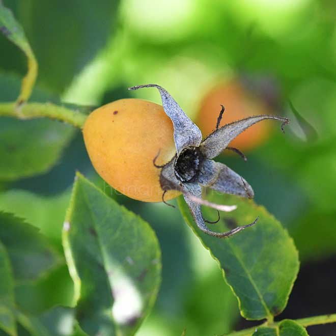 バラ ｜花の手帖の薔薇図鑑