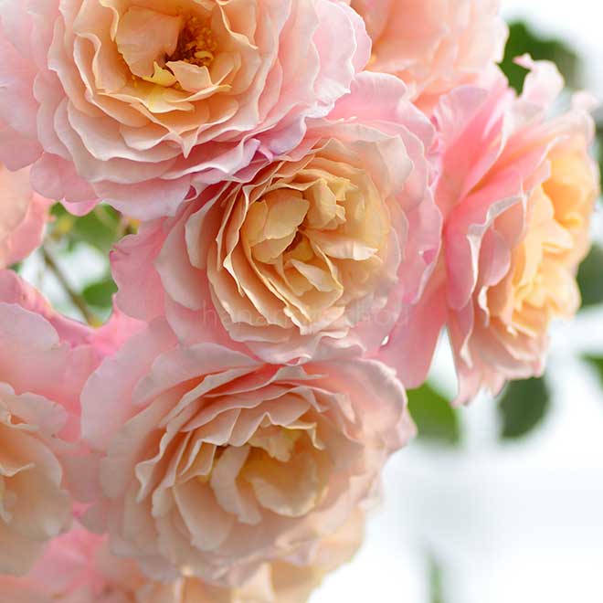 バラ ピエール エルメ｜花の手帖の薔薇図鑑